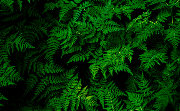 ESG Sustainability